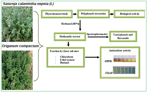 Antioxidant activity of mint extracts determined through the